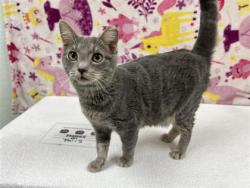 Lost Female Cat last seen Near the and 44th, Lynnwood, WA 98037