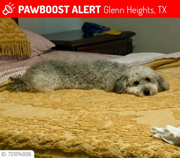 Lost Female Dog last seen Ranch View Drive  and Beat Creek Rd, Glenn Heights, TX 75154