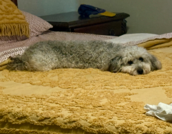 Lost Female Dog last seen Ranch View Drive  and Beat Creek Rd, Glenn Heights, TX 75154