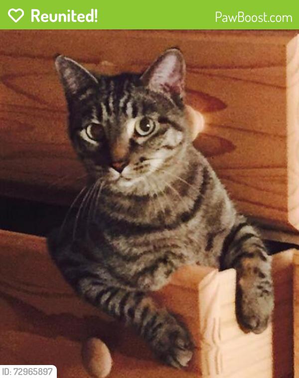 Reunited Female Cat last seen Jenny Lewis Park, South Tower, Springfield, MO 65806