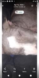 Lost Male Dog last seen Mountain view 2nd St , Avondale, AZ 85323