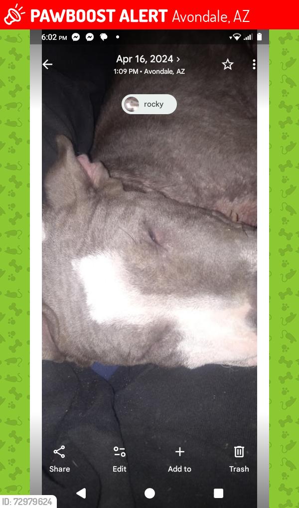 Lost Male Dog last seen Mountain view 2nd St , Avondale, AZ 85323