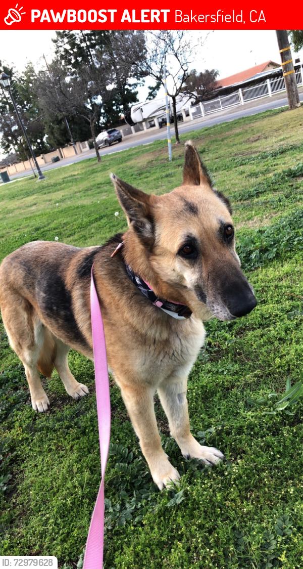Lost Female Dog last seen Patton, Bakersfield, CA 93308