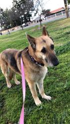 Lost Female Dog last seen Patton, Bakersfield, CA 93308