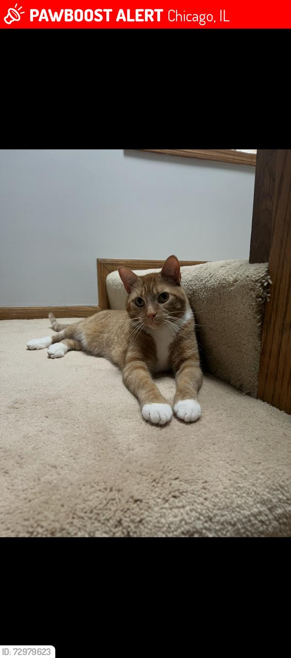 Lost Male Cat last seen N Sacramento Ave & W Glenlake , Chicago, IL 60659