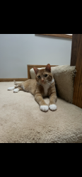 Lost Male Cat last seen N Sacramento Ave & W Glenlake , Chicago, IL 60659