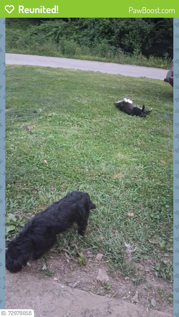 Reunited Male Dog last seen McDonald's Madison wv, Madison, WV 25130