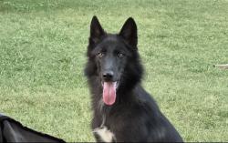 Reunited Male Dog last seen FM1187 & Gertie Barrett Rd, Mansfield, TX 76063, USA, Mansfield, TX 76063