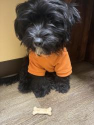 Lost Male Dog last seen Ferguson, Dallas, TX 75228