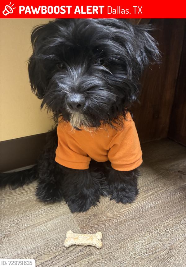 Lost Male Dog last seen Ferguson, Dallas, TX 75228