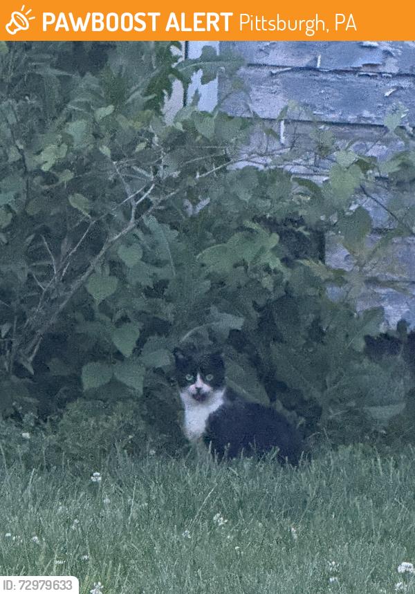 Found/Stray Unknown Cat last seen Harcum way and 24th streer, Pittsburgh, PA 15203