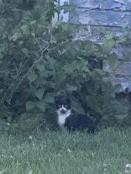 Found/Stray Unknown Cat last seen Harcum way and 24th streer, Pittsburgh, PA 15203