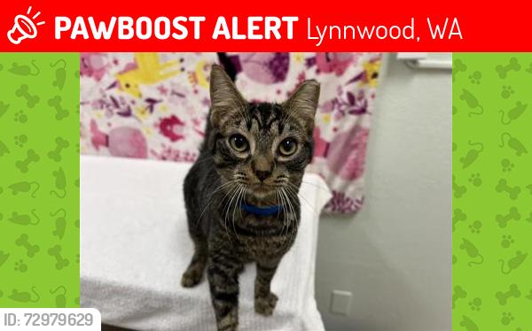 Lost Male Cat last seen Near the and 44th, Lynnwood, WA 98037