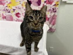 Lost Male Cat last seen Near the and 44th, Lynnwood, WA 98037