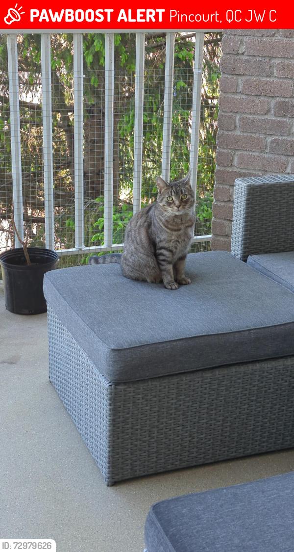 Lost Female Cat last seen Duhamel Street close to the mall and super c, Pincourt, QC J7W 9C2