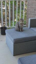 Lost Female Cat last seen Duhamel Street close to the mall and super c, Pincourt, QC J7W 9C2