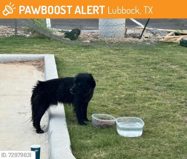 Found/Stray Male Dog last seen McCoy’s parking lot, Lubbock, TX 79424