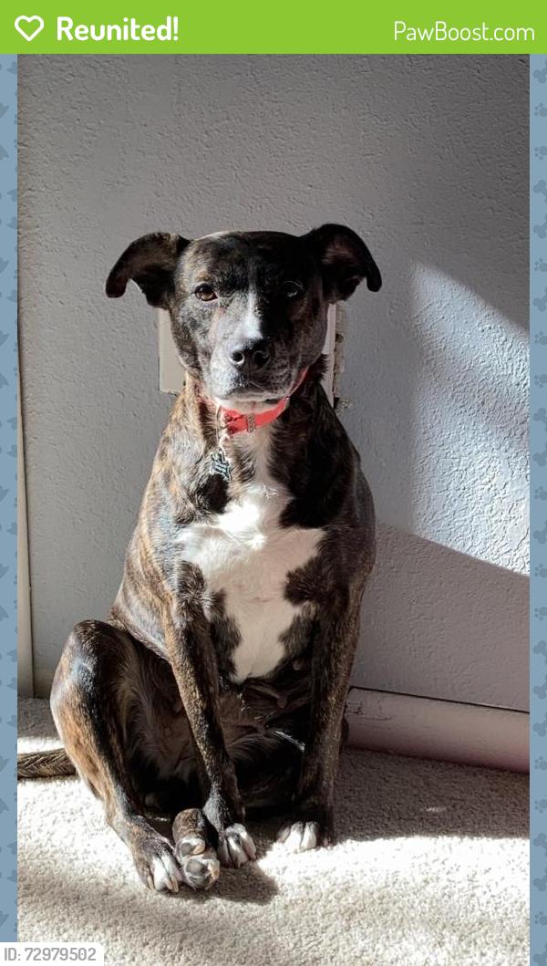 Reunited Female Dog last seen Near Monclova and North Jerome Rd. , Maumee, OH 43537