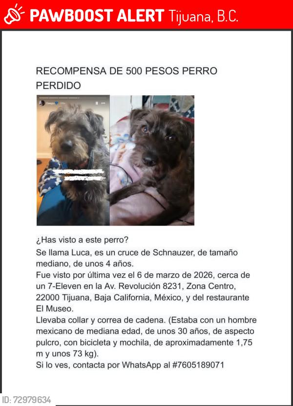 Lost Male Dog last seen 7-ELEVEN, Tijuana, B.C. 22010