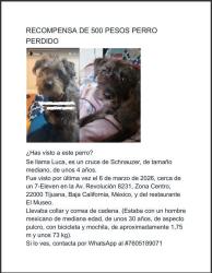 Lost Male Dog last seen 7-ELEVEN, Tijuana, B.C. 22010