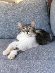 Lost Female Cat last seen Near Coune St Fort Campbell, KY, Fort Campbell, KY 42223