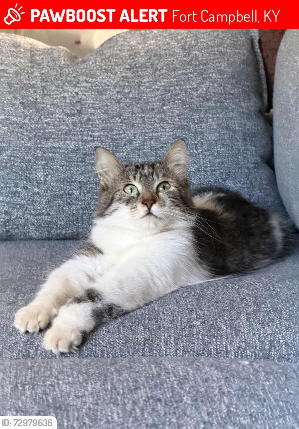 Lost Female Cat last seen Near Coune St Fort Campbell, KY, Fort Campbell, KY 42223