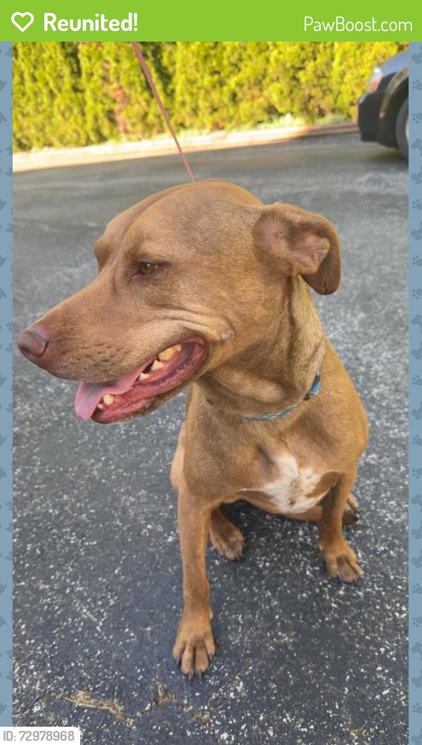 Reunited Male Dog last seen Heidler Road, Fairview Pa , Erie County, PA 16415