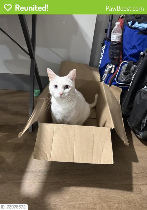 Reunited Male Cat last seen Del Norte Neighborhood , Greer, SC 29650