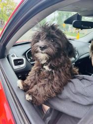 Reunited Male Dog last seen Yorkshire Dr. and Mitc St. West Boise, Boise, ID 83704