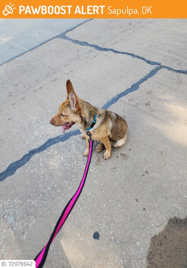 Found/Stray Unknown Dog last seen Pioneer and fronteir, Sapulpa, OK 74066