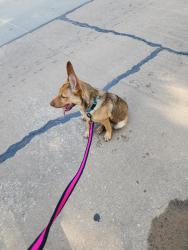Found/Stray Unknown Dog last seen Pioneer and fronteir, Sapulpa, OK 74066