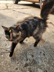 Found/Stray Female Cat last seen Twenty thirty and meridian, Oklahoma City, OK 73107