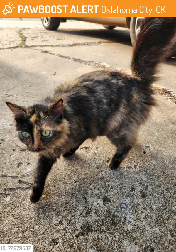 Found/Stray Female Cat last seen Twenty thirty and meridian, Oklahoma City, OK 73107