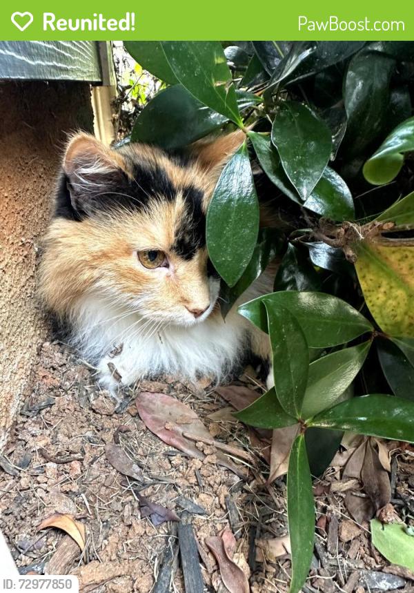Reunited Unknown Cat last seen West georgia rd, Simpsonville, SC 29681
