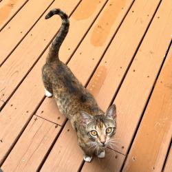 Found/Stray Unknown Cat last seen Pebblebrook/Highland Preserve, Mableton, GA 30126