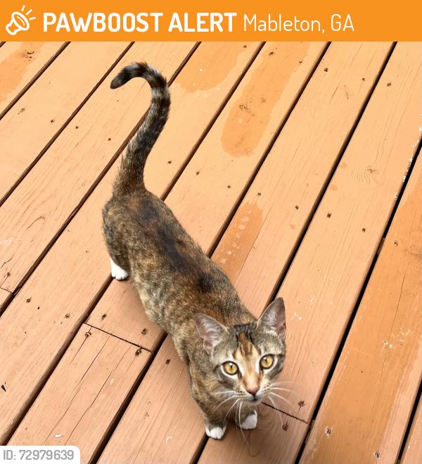 Found/Stray Unknown Cat last seen Pebblebrook/Highland Preserve, Mableton, GA 30126