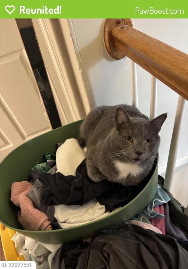 Reunited Male Cat last seen Moore and Creekside , Wallingford, PA 19086