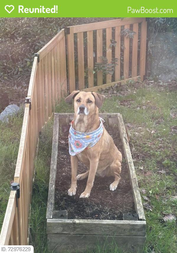 Reunited Female Dog last seen Near n 37th street and Wallingford , Seattle, WA 98103