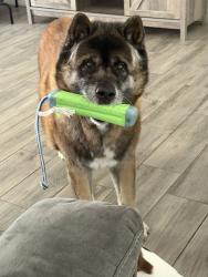 Reunited Male Dog last seen Near W Lorraine Dr, Citrus Springs, FL 34434, USA, Citrus Springs, FL 34434