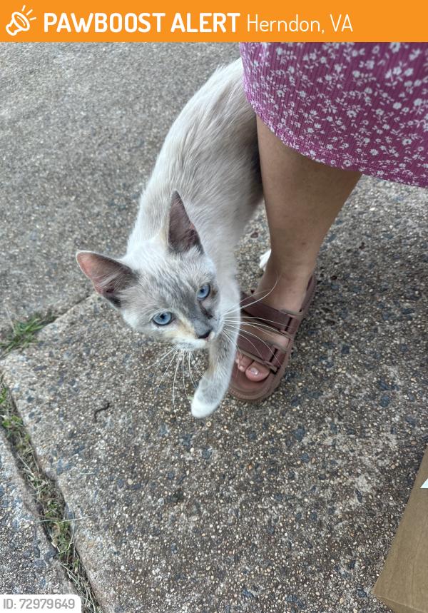 Found/Stray Female Cat last seen Tayloe Court & Old dairy rd, Herndon, VA 20171