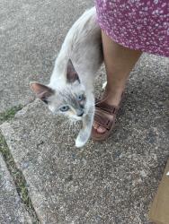 Found/Stray Female Cat last seen Tayloe Court & Old dairy rd, Herndon, VA 20171
