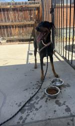 Reunited Female Dog last seen 74th Federal, Westminster, CO 80030
