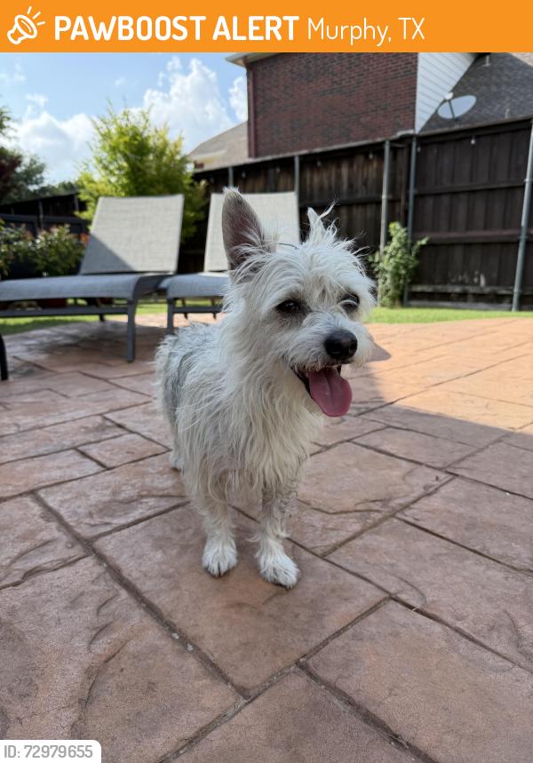 Found/Stray Unknown Dog last seen hse , Murphy, TX 75094