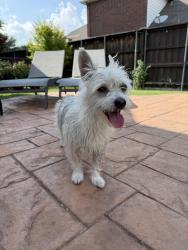 Found/Stray Unknown Dog last seen hse , Murphy, TX 75094