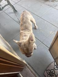 Reunited Unknown Dog last seen Denker 84th PLC , Los Angeles, CA 90003