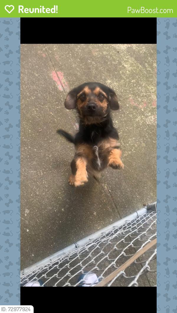 Reunited Male Dog last seen tuck, MLK , Oakland, CA 94609