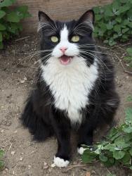 Reunited Female Cat last seen Elliot St & Federal , Denver, CO 80211