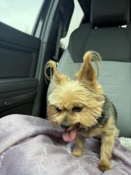 Reunited Male Dog last seen 38th and Redfern, Gresham, OR 97080
