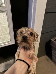 Reunited Female Dog last seen Salem Hwy, Murfreesboro, TN 37128