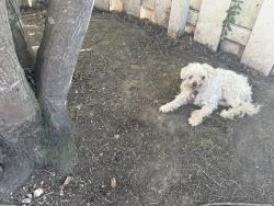 Reunited Female Dog last seen Elysian fields, Oakland, CA 94605